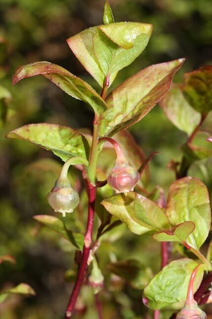 Vaccinium ovalifolium witte bloemen op groene achtergrond.