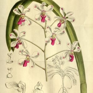 Purple Vanda luzonica orchid with green leaves on a blurred background.