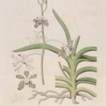 Vanda tessellata orchidee met witte en paarse bloemen op een groene tak.