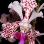 Vanda tricolor orchidee met paarse en witte bloemen op groene bladeren.