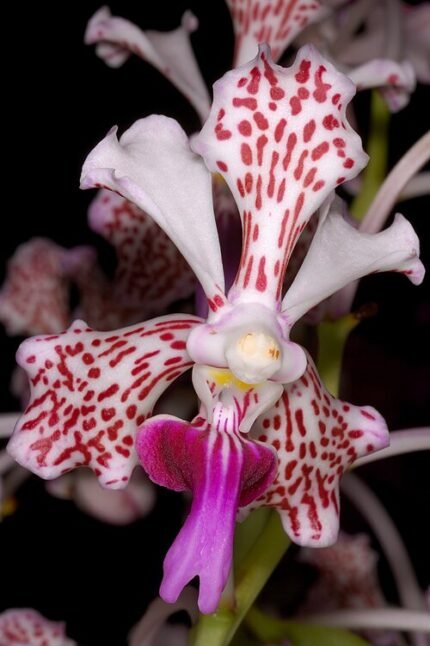 Vanda tricolor orchidee met paarse en witte bloemen op groene bladeren.