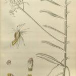Bloeiende orchidee Cymbilabia undulata met gedraaide bloembladen in levendige kleuren.
