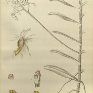 Bloeiende orchidee Cymbilabia undulata met gedraaide bloembladen in levendige kleuren.