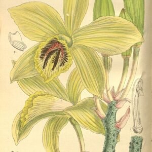 Vanilla humblotii orchidee bloemen en groene bladeren op lichte achtergrond.