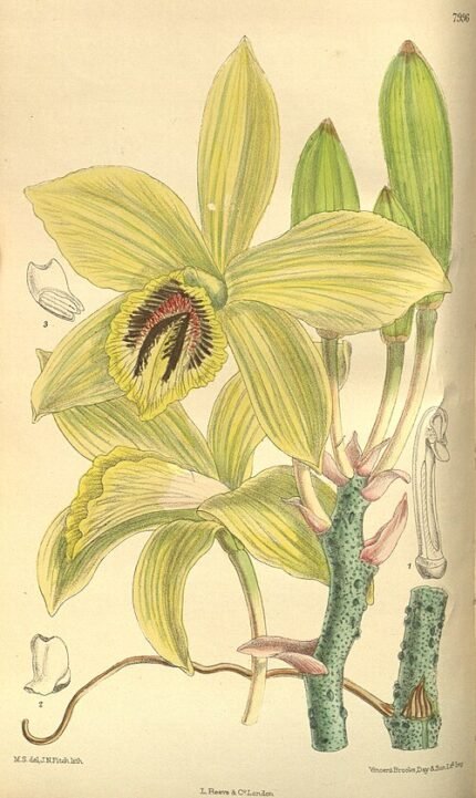 Vanilla humblotii orchidee bloemen en groene bladeren op lichte achtergrond.