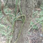 Vanilla roscheri orchidee in wit met groene bladeren.
