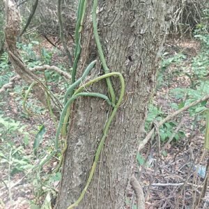 Vanilla roscheri orchidee in wit met groene bladeren.