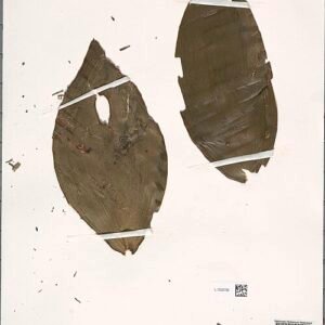 Vanilla siamensis orchidee in bloei met witte bloemen op een groene steel.