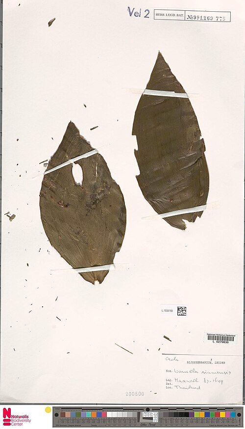 Vanilla siamensis orchidee in bloei met witte bloemen op een groene steel.