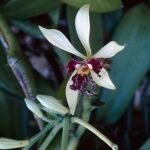 Vanilla polylepis orchidee met witte bloemen op groene stengel.