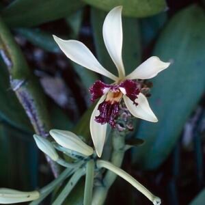 Vanilla polylepis orchidee met witte bloemen op groene stengel.