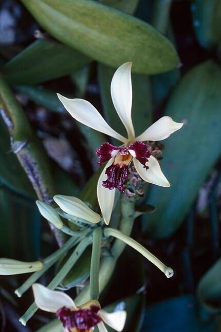 Vanilla polylepis orchidee met witte bloemen op groene stengel.