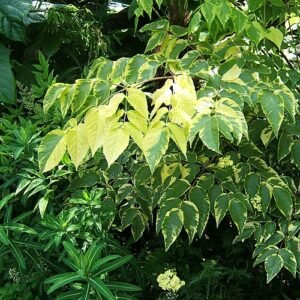 Variegated foliage of Aralia elata ‘Variegata’ plant.