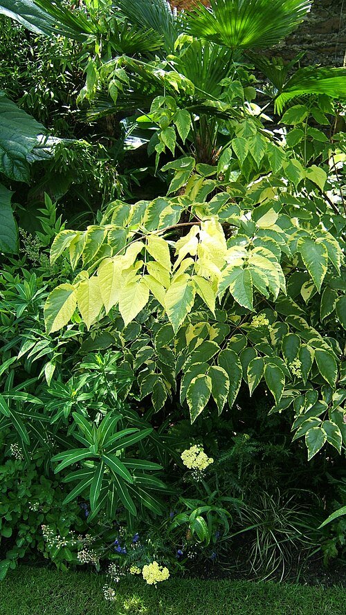 Variegated foliage of Aralia elata ‘Variegata’ plant.
