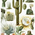 Mammillaria gigantea cactus met diverse vormen en maten.