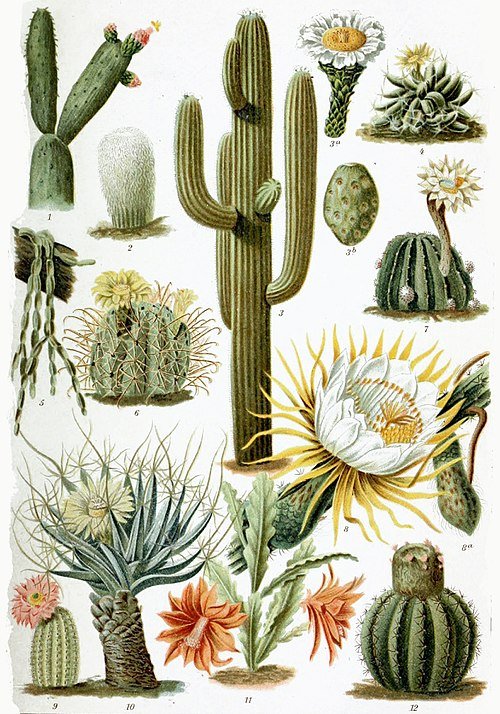 Mammillaria gigantea cactus met diverse vormen en maten.