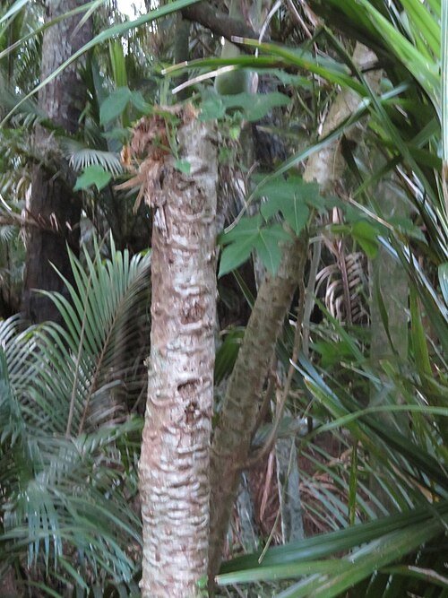 Bergpapaja vruchten met zaden, geel en rond, groene bladeren.