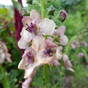 Verbascum Southern Charm bloemen in Longwood Gardens.