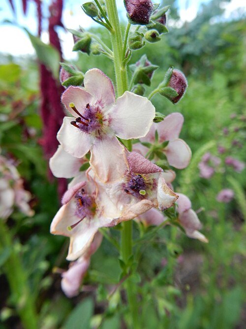Verbascum Southern Charm bloemen in Longwood Gardens.