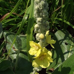 Verbascum bloem in polaire zomerse omgeving.