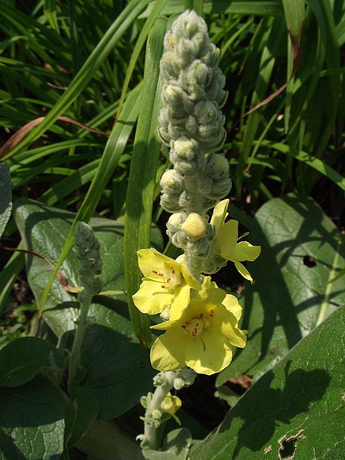 Verbascum bloem in polaire zomerse omgeving.