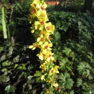 Close-up van gele Verbascum chaixii bloem met groene bladeren.