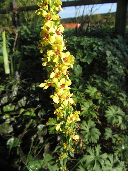 Close-up van gele Verbascum chaixii bloem met groene bladeren.