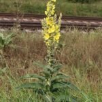 Bloeiende keizerskaars met gele bloemen op groene steel.