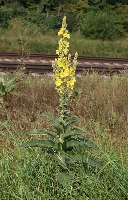 Bloeiende keizerskaars met gele bloemen op groene steel.