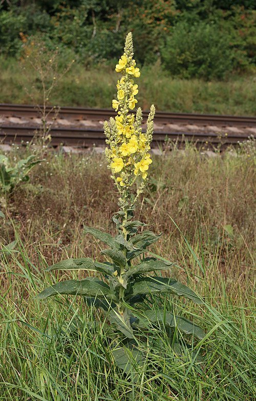 Bloeiende keizerskaars met gele bloemen op groene steel.