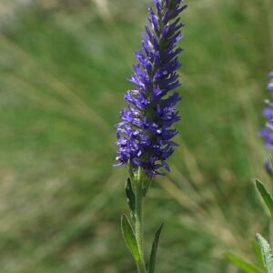 Veronica spicata bloeiwijze in zonnige omgeving.