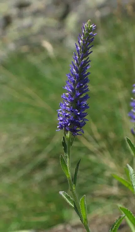 Veronica spicata bloeiwijze in zonnige omgeving.