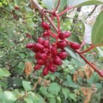 Viburnum erubescens bloeiende plant met rode bessen en groene bladeren.