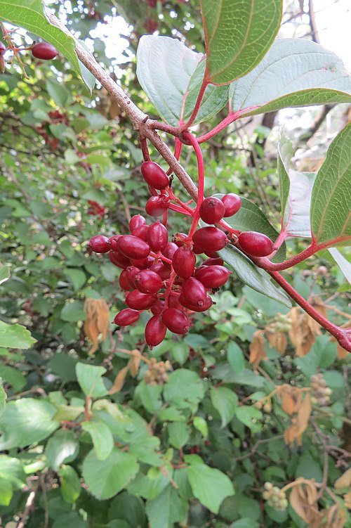 Viburnum erubescens bloeiende plant met rode bessen en groene bladeren.