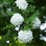 Sneeuwbal struik met roze bloemen en groen blad in natuurlijke setting.
