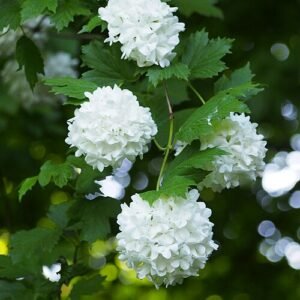 Sneeuwbal struik met roze bloemen en groen blad in natuurlijke setting.