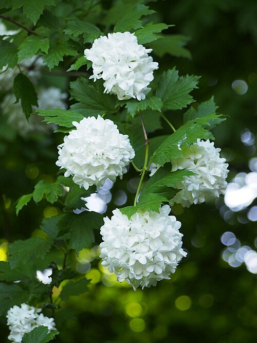 Sneeuwbal struik met roze bloemen en groen blad in natuurlijke setting.