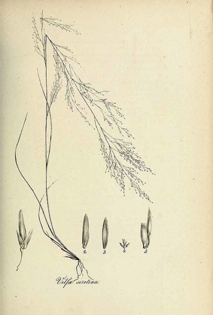 Fijn getextureerd siergras met pluimachtige bloeiwijze in Muhlenbergia uniflora.