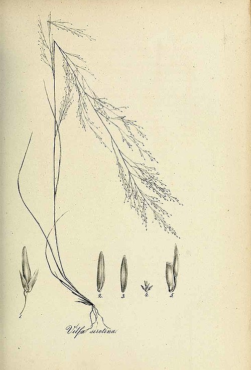 Fijn getextureerd siergras met pluimachtige bloeiwijze in Muhlenbergia uniflora.