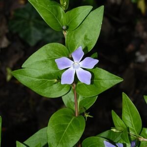 Vinca difformis bloeit met lila bloemen en ovale bladeren.