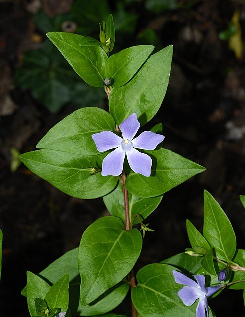 Vinca difformis bloeit met lila bloemen en ovale bladeren.
