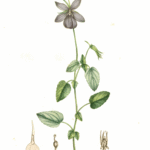 Illustratie van Viola cornuta bloemen in levendige kleuren.