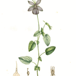 Illustratie van Viola cornuta bloemen in levendige kleuren.