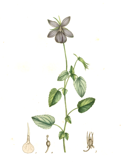 Illustratie van Viola cornuta bloemen in levendige kleuren.