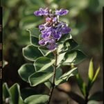 Vitex rotundifolia plant met paarse bloemtrossen en ronde bladeren.