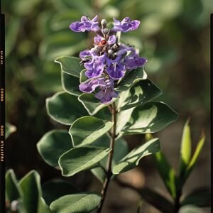 Vitex rotundifolia plant met paarse bloemtrossen en ronde bladeren.
