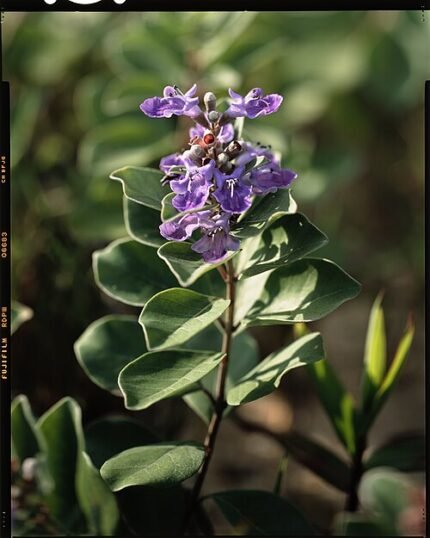 Vitex rotundifolia plant met paarse bloemtrossen en ronde bladeren.