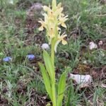 Vlierorchis bloem op kalkrijke grond.