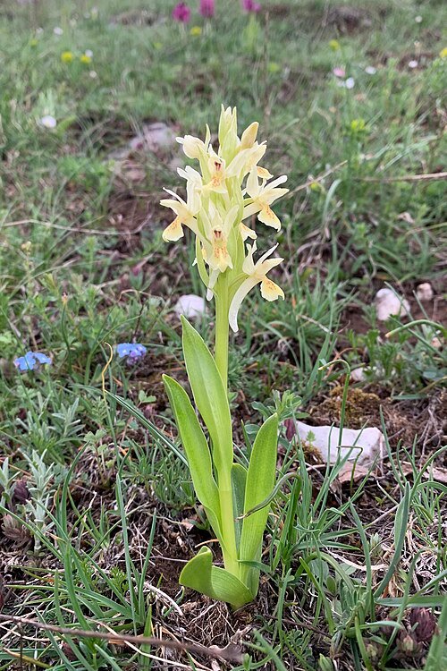 Vlierorchis bloem op kalkrijke grond.