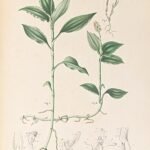 Witte Vrydagzynea orchidee bloem op groen blad.